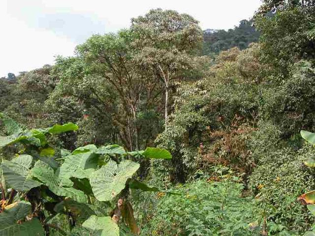 Bergnebelwald in Ecuador