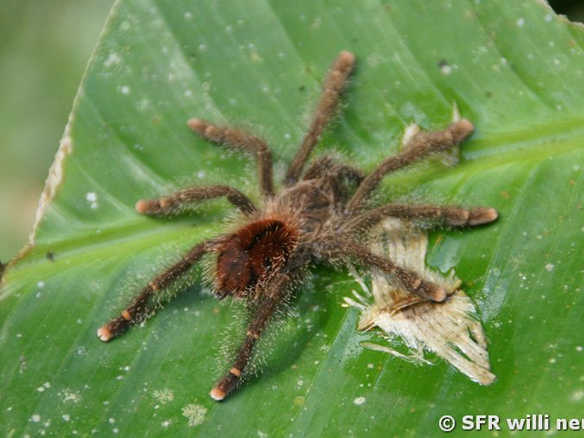 Vogelspinne