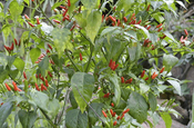 Chili Paprika Capsicum, Ecuador