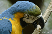 Macaw seitlich im Parque Historico Guayaquil, Ecuador