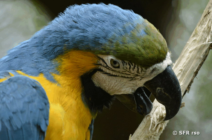 Macaw seitlich im Parque Historico Guayaquil, Ecuador