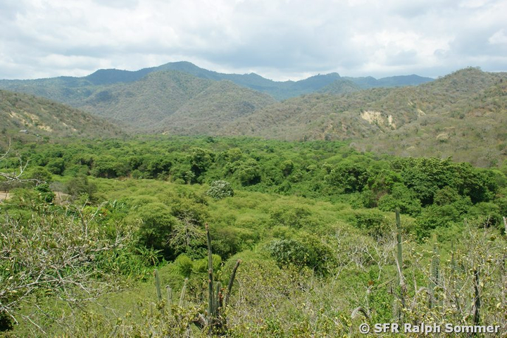 Aussicht auf Trockenwald im Nationalpark Machalilla in Ecuador