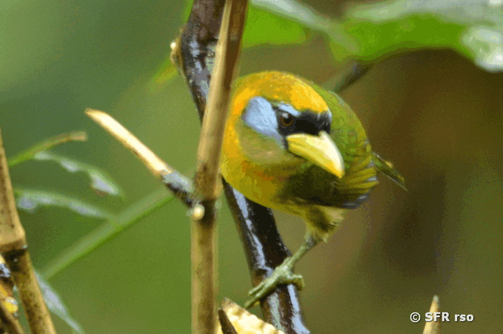 Andenbartvogel in Ecuador