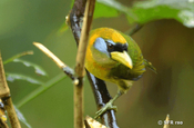 Andenbartvogel in Ecuador