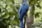 Macaw im Parque Historico Guayaquil, Ecuador