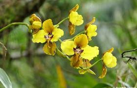 Guango Orchideen