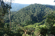 Bergnebelwald Bellavista in Ecuador