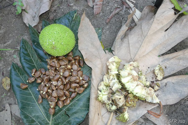 Brotfrucht Blatt Samen in Ecuador