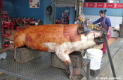 Geröstetes Schwein in Ecuador