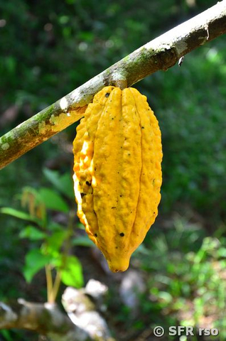 Kakaofrucht Theobroma Trinitaria in Ecuador