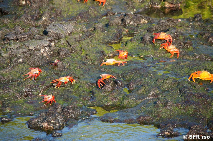 Rote Klippenkrabbe in Las Tintoreras, Galapagos