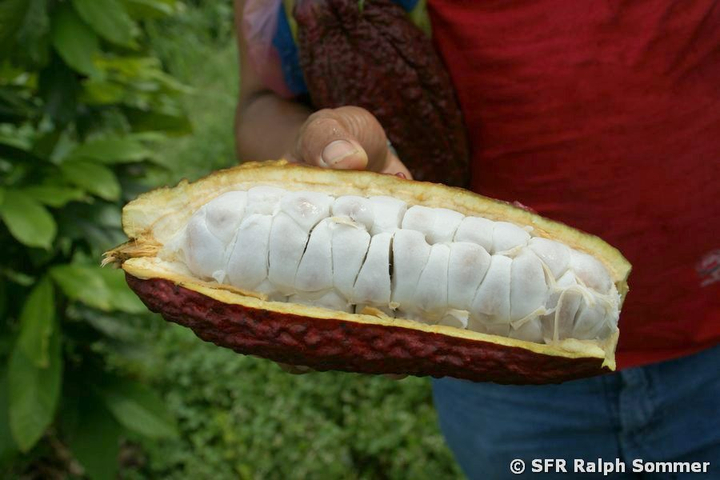 Geöffnete Kakaofrucht in Ecuador