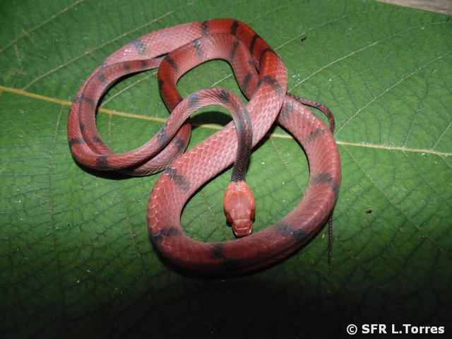 Red vine snake in Ecuador