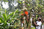 Caesalpiniengewächs Baum in Ecuador