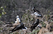 Fregattvogel Kuecken auf Isla de la Plata in Ecuador