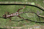 Anolis Trachyderma in Ecuador
