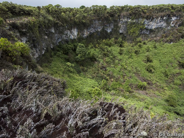 Los Gemelos Krater im Hochland von Santa Cruz, Galapagos