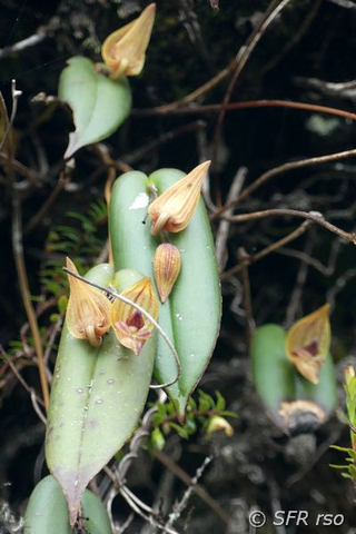 Pleurothallis flexuosa in Ecuador