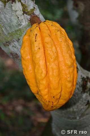 Kakaofrucht orange in Ecuador