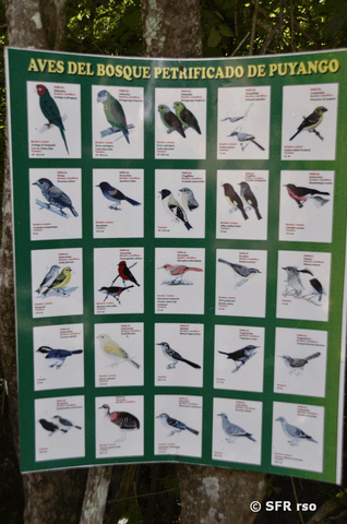 Vogelliste Reservat Puyango in Ecuador