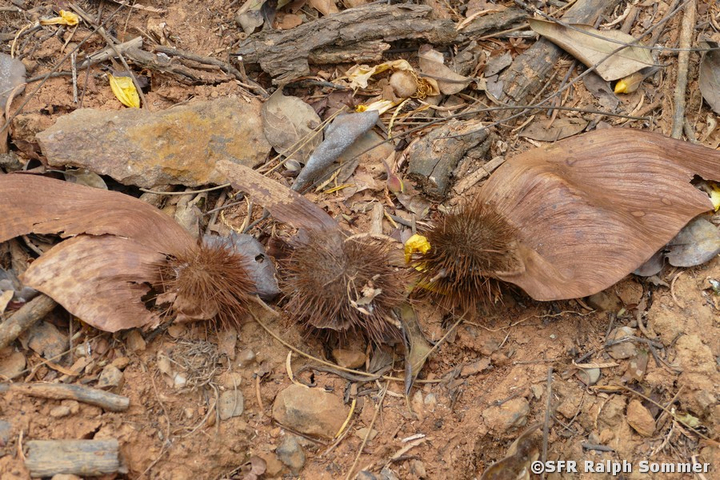 Amarillo Samen mit Flügel in Puyango, Ecuador