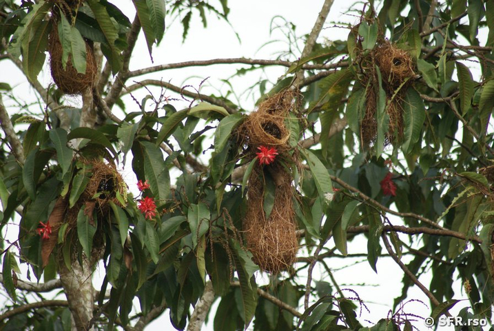 Cacique Nest in Ecuador
