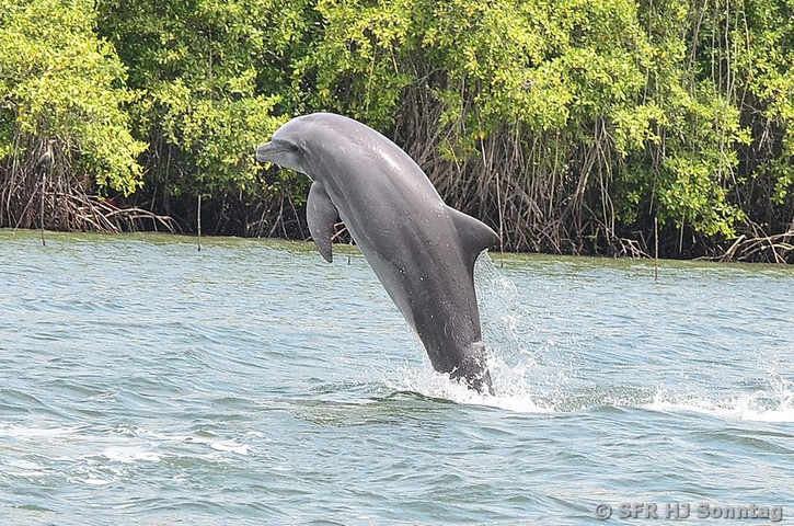 Delfin Mangrovenwaelder Puerto el Morro in Ecuador