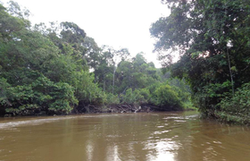 Fluss zur Siona Lodge