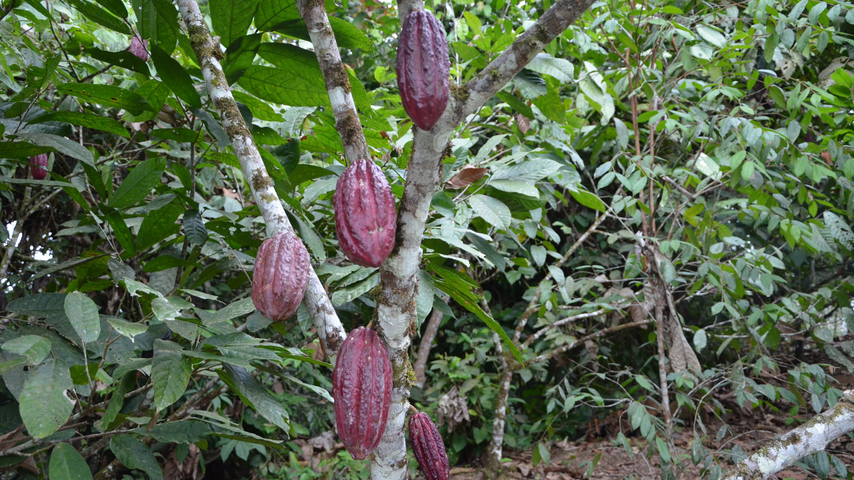 Individualreise Ecuador Kakaobaum
