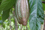 Kakao Frucht Baum in Ecuador