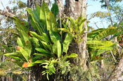 Macrolobium leguminoser Baum Cuyabeno Nationalpark in Ecuador