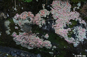 Steinflechte rosa in Ecuador