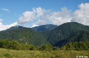 Weidefläche im Bergnebelwald, Ecuador