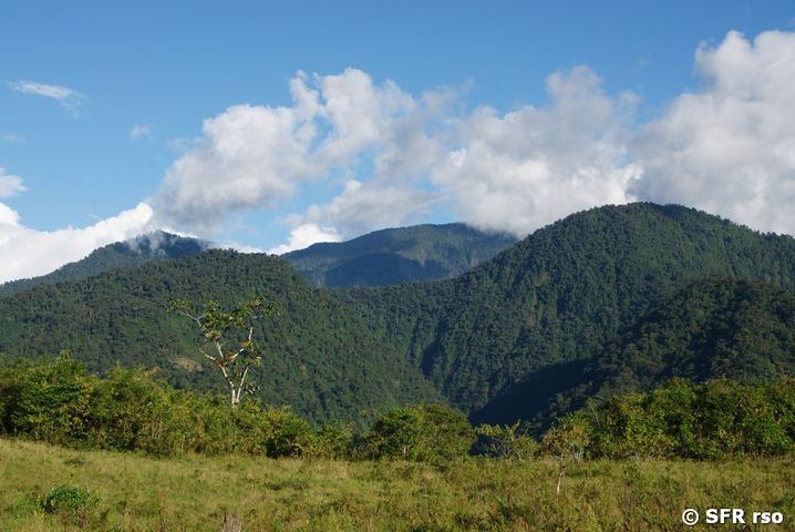 Weidefläche im Bergnebelwald, Ecuador