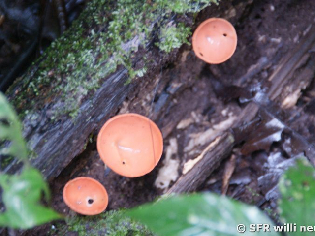 Cookeina speciosa (Schlauchpilz)