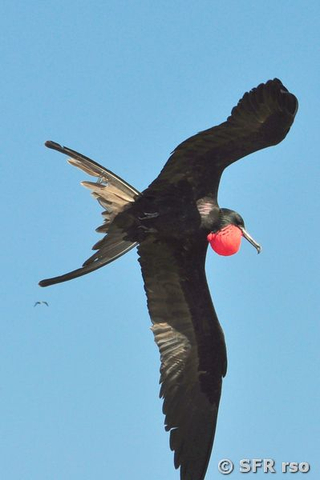 Fregattvogel im Flug, Ecuador