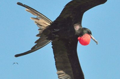 Fregattvogel im Flug, Ecuador