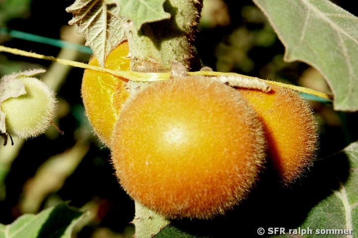 Naranjilla Früchte in Ecuador