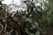 Opuntienkaktus Cochenille auf Blaettern in Ecuador