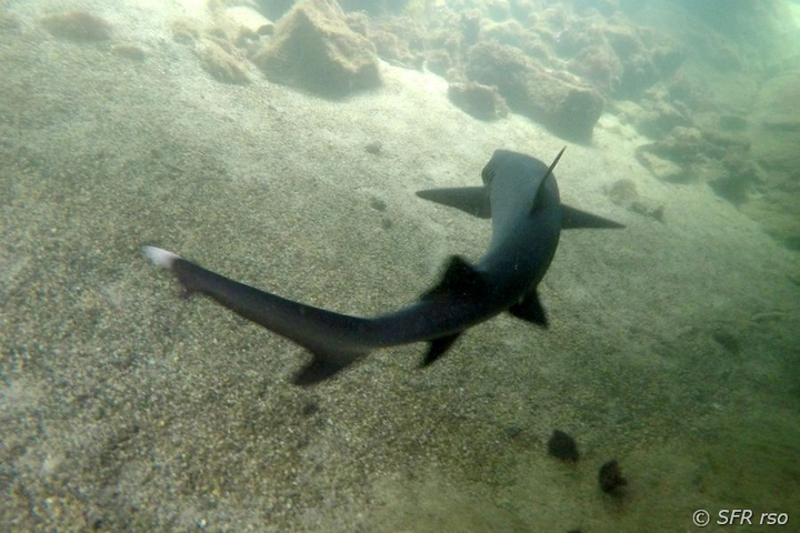 Weißspitzenhai in Los Tuneles, Galapagos