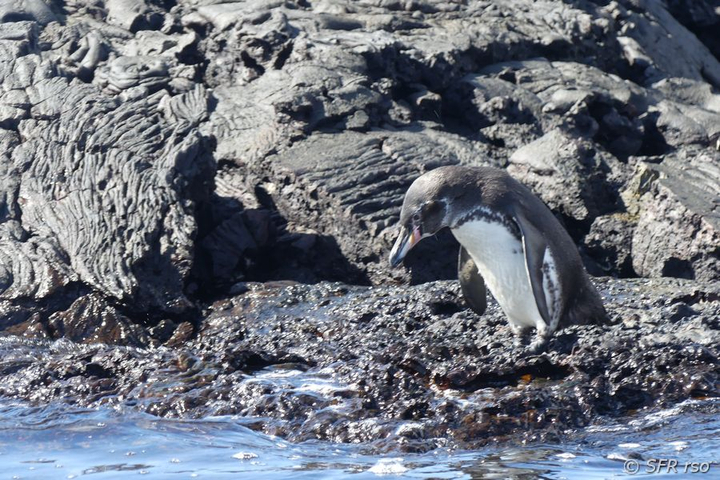 Humboldt Pinguin Spheniscus homboldti schwimmen Galapagos