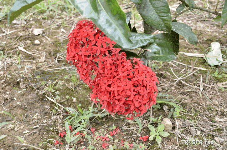 Rote Ixora in Ecuador