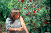 Zoila Lippenstiftfrucht, Ecuador