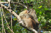 Zweifinger Faultier Choloepus in Ecuador