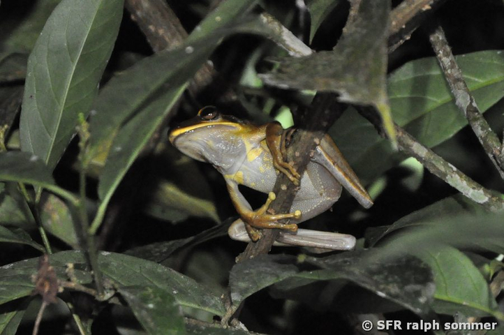 Barred monkey tree frog in Ecuador