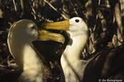 Albatros auf Española, Galapagos