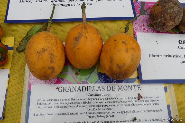Granadillas Passionsfrüchte in Ecuador