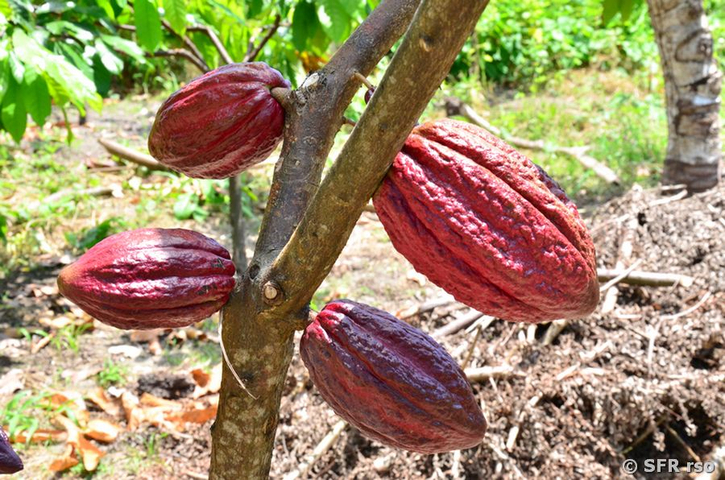 Kakao Früchte in Ecuador