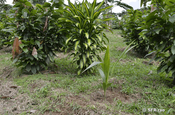 Vor zwei Tagen gepflanzte Kokospalme in Ecuador