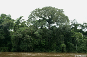 Ceiba pentandra Regenwald in Ecuador